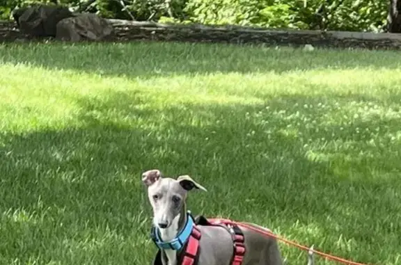 Lost Blue & White Italian Greyhound in Quincy