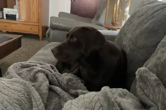 Missing Chocolate Lab Injured on Tallmadge Rd