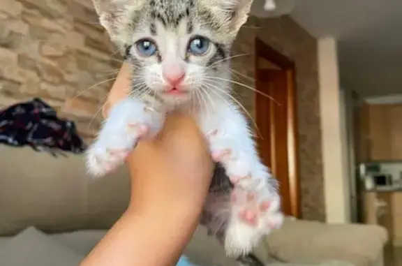 ¡Gatita Rescatada en Roquetas de Mar!