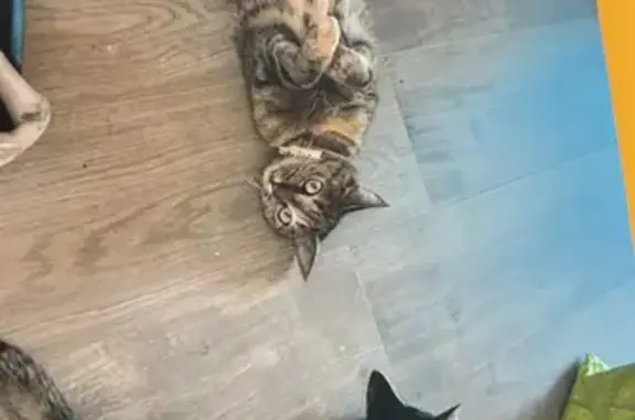 Animaux perdus Beaumont, photo: Chatte Nala disparue à Beaumont, aide SVP