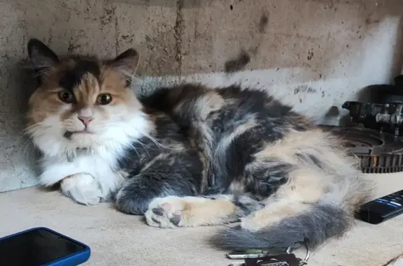 Animaux perdus , photo: Chat Peaky disparu, vérifiez garages, Sainte-Aulde