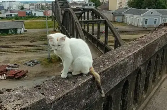 Chat blanc miaule, trouvé Av. Montjovis, Limoges - photo