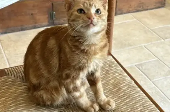 Chaton roux trouvé Route de la Caillauderie - photo