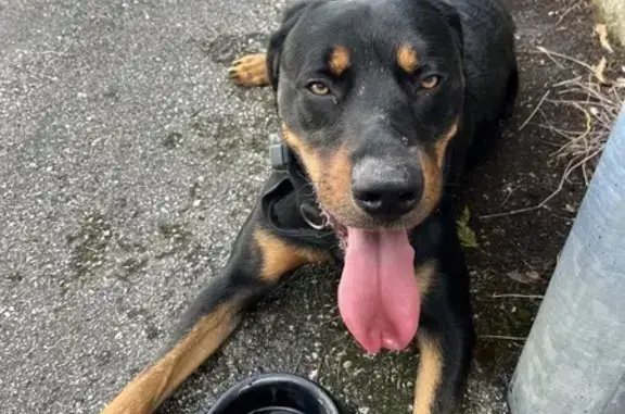 Jeune Beauceron trouvé avec collier GPS à Noueilles - photo