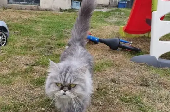 Chat perdu, Le Havre, photo: Chat Persan femelle disparue au Havre
