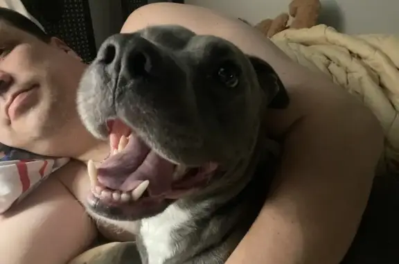 Lost pets , photo: Lost Gray Pit Bull, Female, 3yrs – Fenton Twp