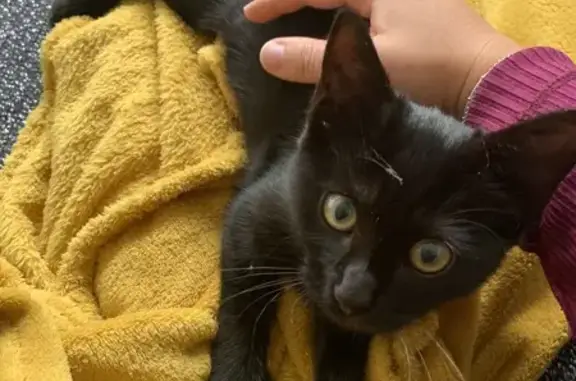Chaton noir yeux verts trouvé à Rennes - photo