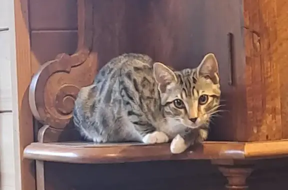 Animaux trouvés , photo: Chaton trouvé à La Doye, Les Rousses