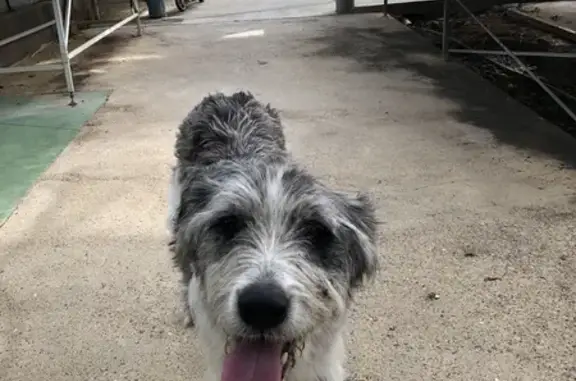 Chien trouvé sans collier, craintif à Grane - photo