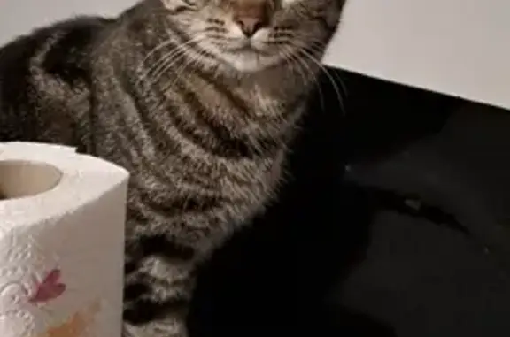 Chat perdu, , photo: Chatte tigrée disparue à Bresse Vallons