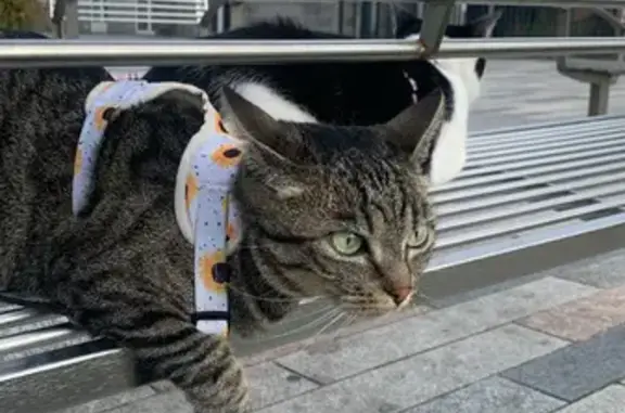 Chatte tigrée grise perdue à Créhen - photo