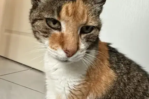 Animaux perdus , photo: Chatte isabelle sourde perdue à Argentat