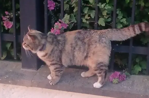 Chatte tricolore disparue à Belleu - photo