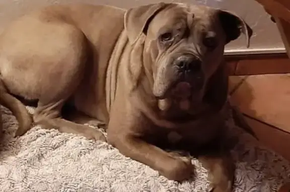 Animaux perdus Cassis, photo: Chien cane corso aveugle perdu à Cassis