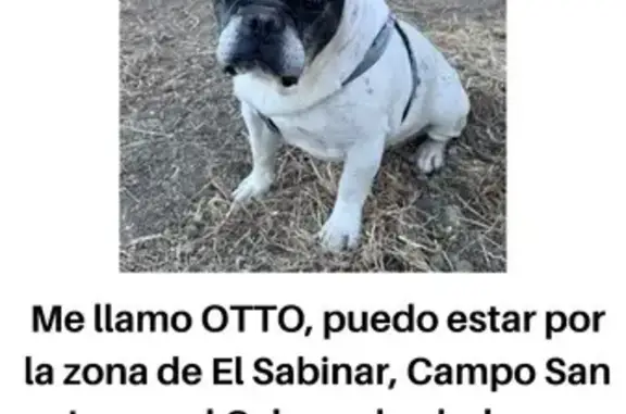 Perro Perdido: Bulldog Francés Ciego en Moratalla