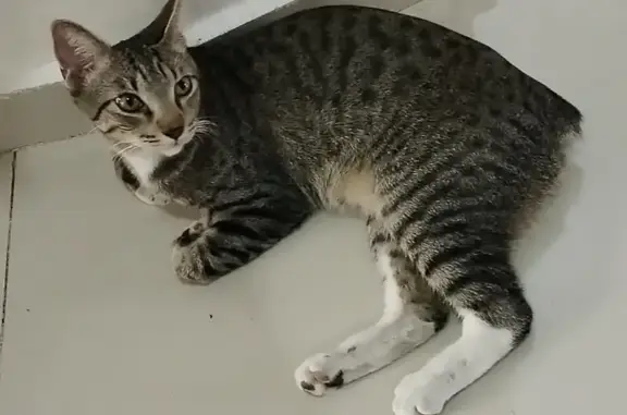 Animales perdidos , foto: Gatito Atigrado Perdido en Las Arboledas, Tuxtla