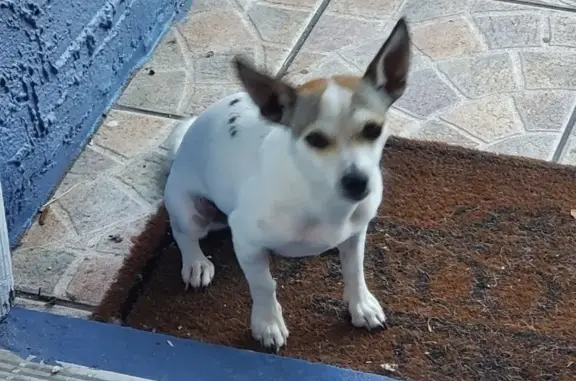 Lost Chihuahua: Glorilla - Reward Offered!