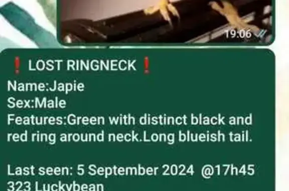 Lost 20-Year-Old Green Ringneck Parrot in Pretoria