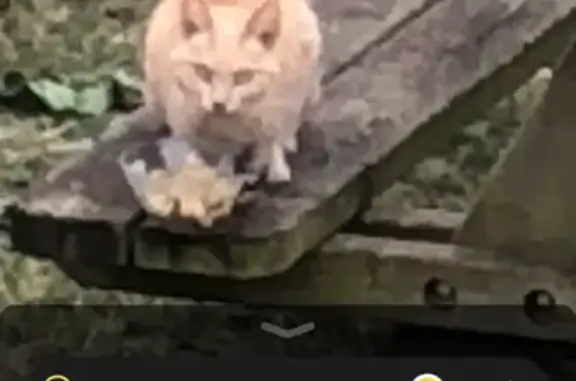 Chat roux/crème trouvé, rue Dr Jacques Pujos - photo