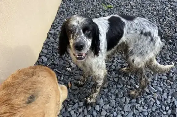 Chien mâle setter noir et blanc trouvé à Mobecq - photo