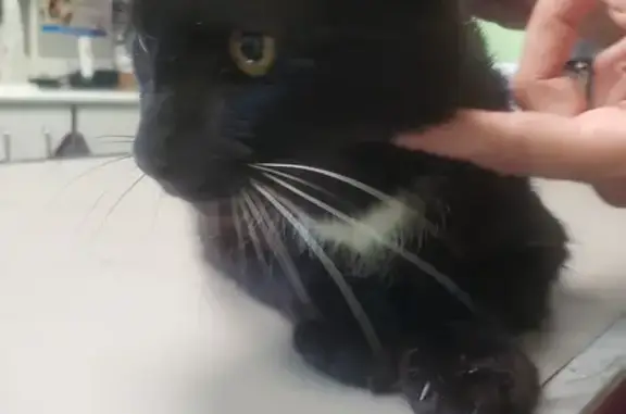 Chat dominant agresseur à Landes-le-Gaulois - photo