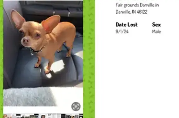 Lost Rust-Colored Chihuahua, Danville