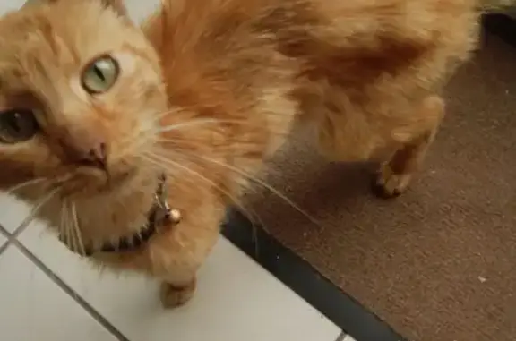 Chat roux trouvé, clinique Val de l'Aurence - photo