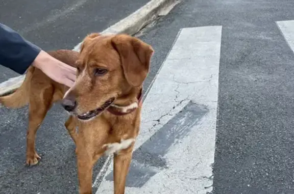 Chien trouvé Saint-Brieuc, photo: Chien mâle non castré trouvé à Saint-Brieuc