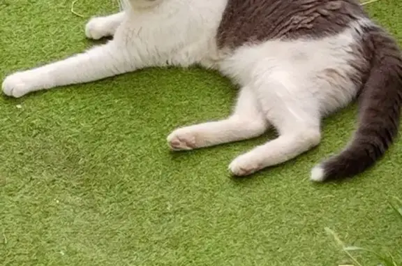 Chat trouvé à Cagnes-sur-Mer, avenue Verdun - photo