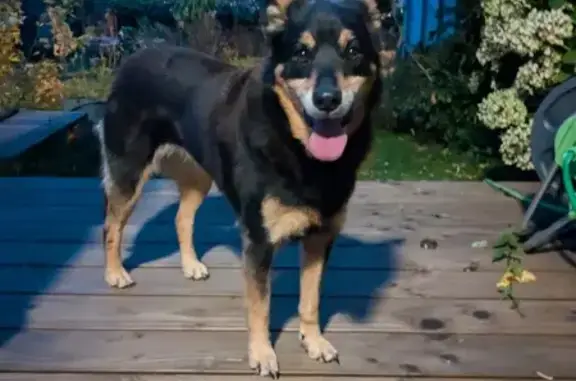 Chienne berger errante sécurisée à Gestel - photo
