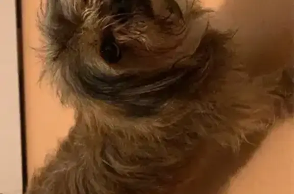 Chienne Shih-tzu trouvée à Tourcoing - photo