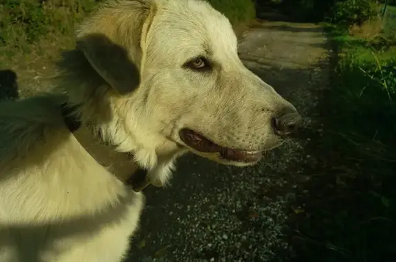 Chien blanc crème trouvé sur D522 Courtenay - photo