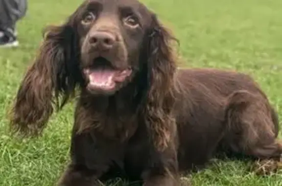 Missing Brown Cocker Spaniel in Hill Crest