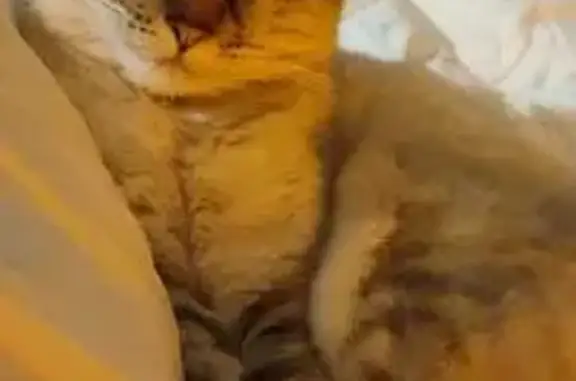 Animaux perdus Lézat-sur-Lèze, photo: Chat disparu, Cachemire, Lézat-sur-Lèze