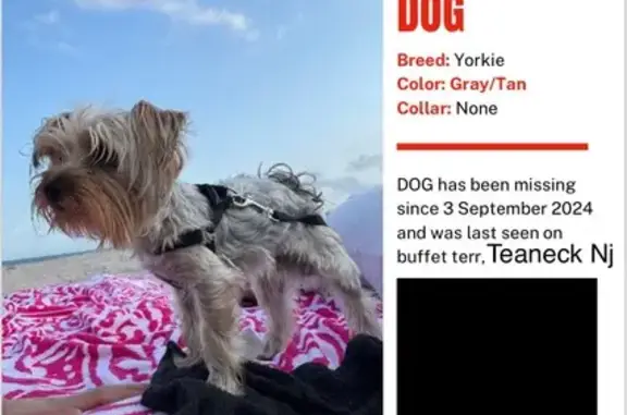 Lost Yorkie in Teaneck: Light Grey & Tan