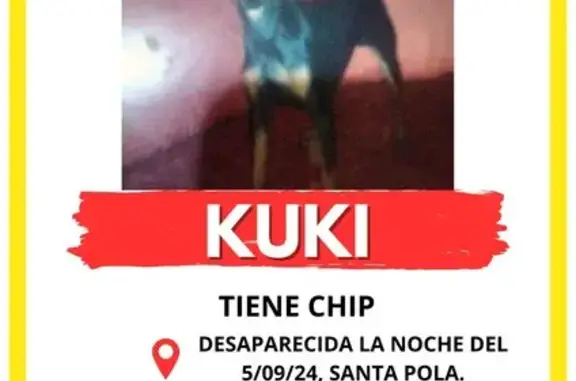 Perra perdida: Kuki, negra y rojo fuego en Santa Pola