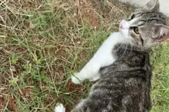 Chat trouvé , photo: Chatte trouvée, non pucée, déposée à la SPA