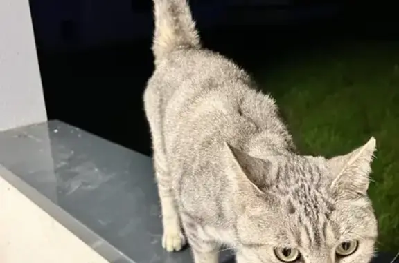 Animaux trouvés , photo: Chat tigré blessé trouvé à Nantes