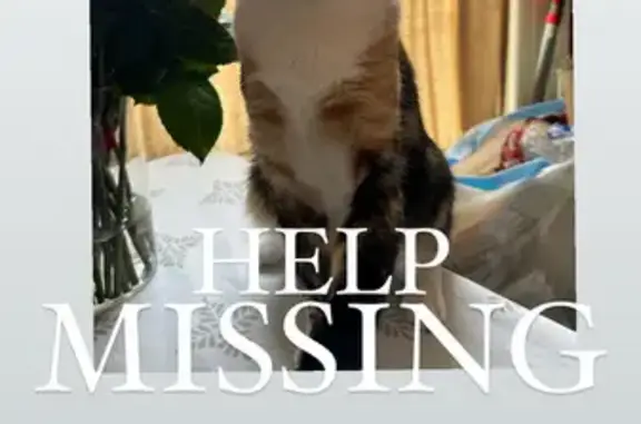 Lost Calico Cat Near Kalivas Park, Manchester