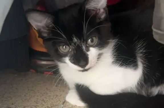 Chaton de 3 mois retrouvé pétrifié à Irigny - photo