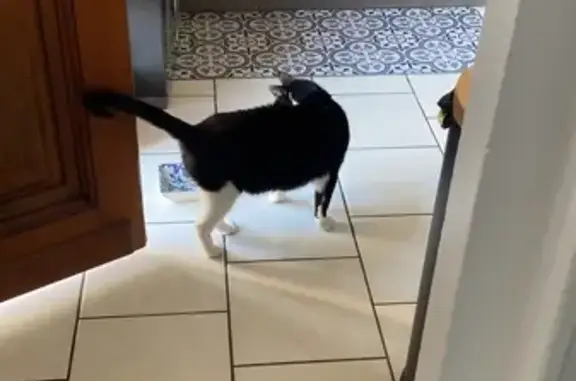 Animaux trouvés Épernon, photo: Chat perdu nourri depuis 1 semaine à Épernon