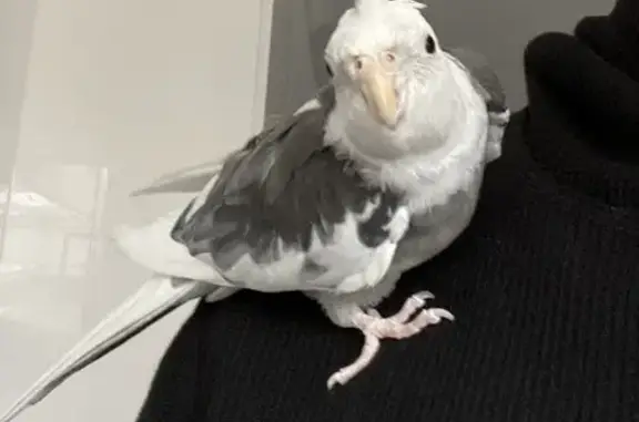 Lost 17-Year-Old Male Cockatiel in Moonee Valley