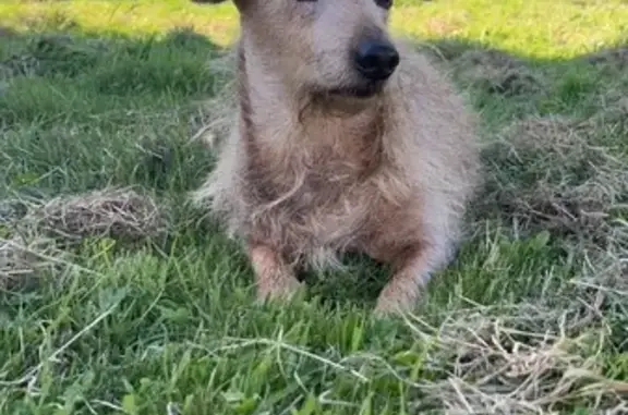 Chien perdu , photo : Teckel marron 13 ans perdu à Moncoutant