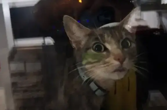 Chat trouvé Rue de Valmy à Brest - photo