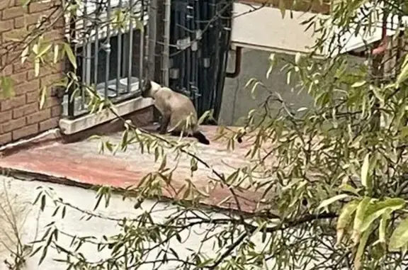 ¡Gato Siamés Adulto Encontrado en Madrid!