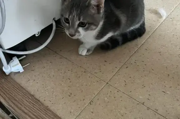 Chaton trouvé près de l'école Matisse - photo