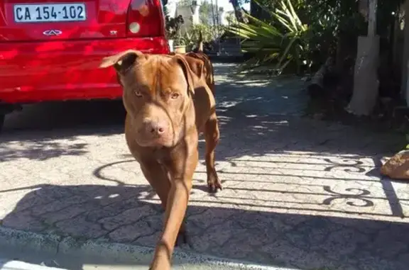 Missing Chocolate Brown Dog in Cape Town