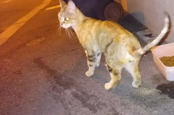 Chat roux trouvé rue du Soleil, Saint-Étienne - photo