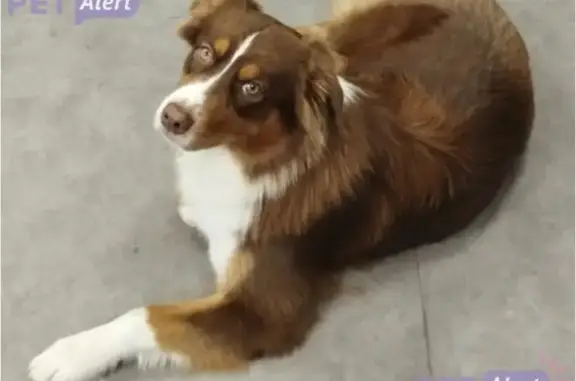 Chien perdu , photo : Chienne craintive perdue à Lyon, contactez-nous