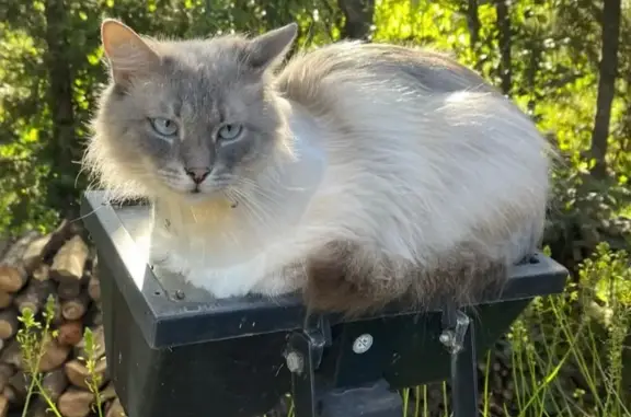 Chat perdu à Vence : gris clair, yeux bleus - photo